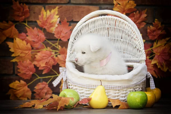 Akita Puppy Autumn Leaves — Stock Photo, Image