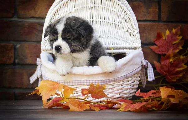 Cãozinho Akita Folhas Outono — Fotografia de Stock