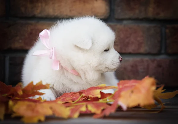 Akita Puppy Autumn Leaves — Stock Photo, Image
