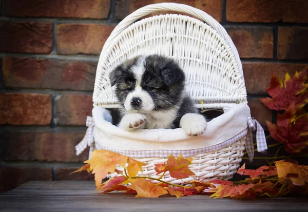 Cãozinho Akita Folhas Outono — Fotografia de Stock