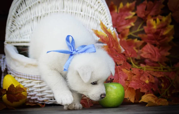 Cucciolo Akita Foglie Autunnali — Foto Stock