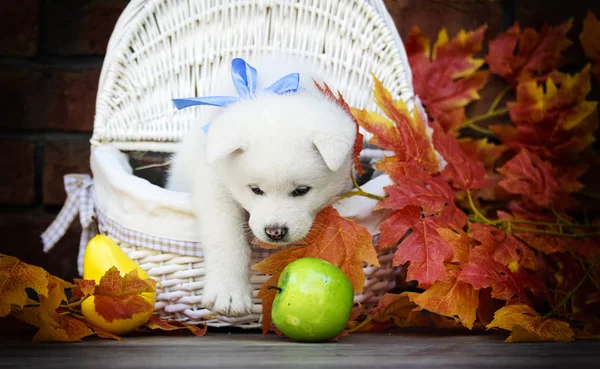 Cãozinho Akita Folhas Outono — Fotografia de Stock