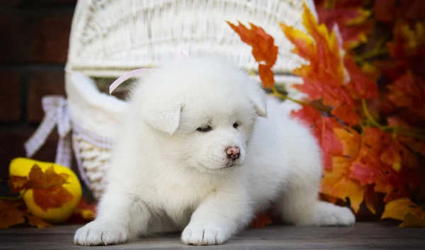 Akita Cachorro Hojas Otoño — Foto de Stock