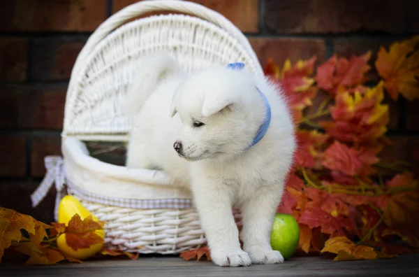 Akita Kutya Őszi Levelek — Stock Fotó