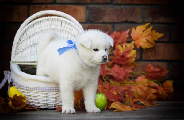 Cãozinho Akita Folhas Outono — Fotografia de Stock