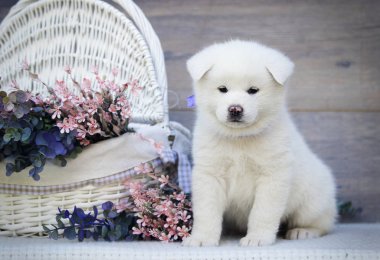 Ahşap arka plan üzerinde Akita köpek yavrusu