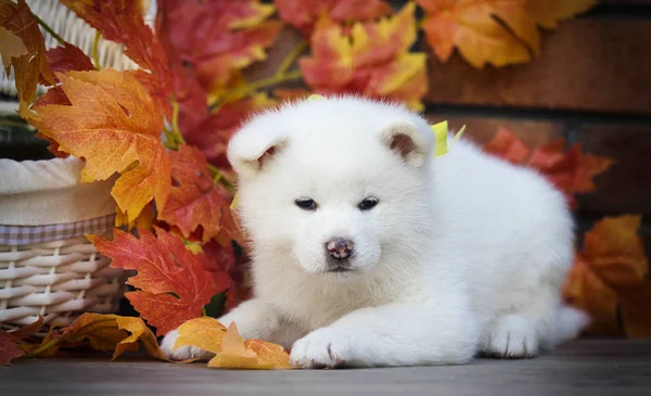 Akita Puppy Autumn Leaves — Stock Photo, Image