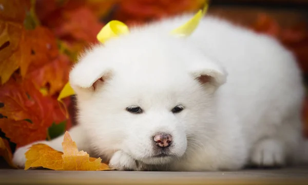 Cãozinho Akita Folhas Outono — Fotografia de Stock