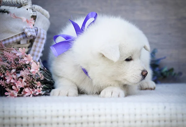 Cachorrinho Akita Fundo Madeira — Fotografia de Stock