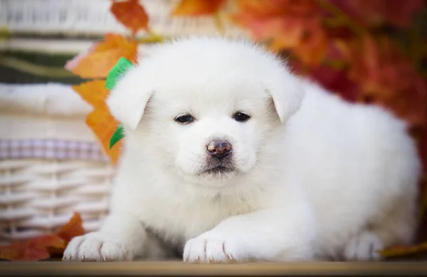 Akita Puppy Autumn Leaves Basket — Stock Photo, Image