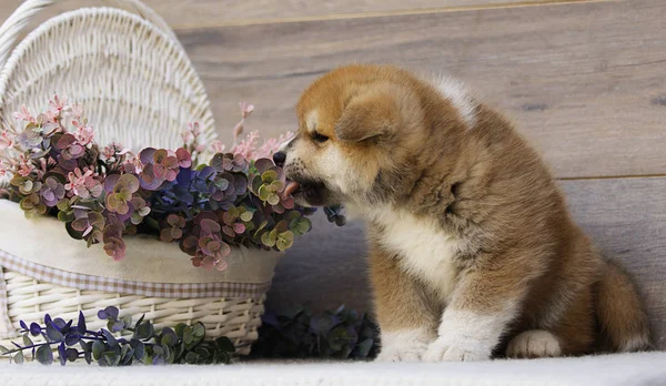 Akita Valp Trä Bakgrund — Stockfoto