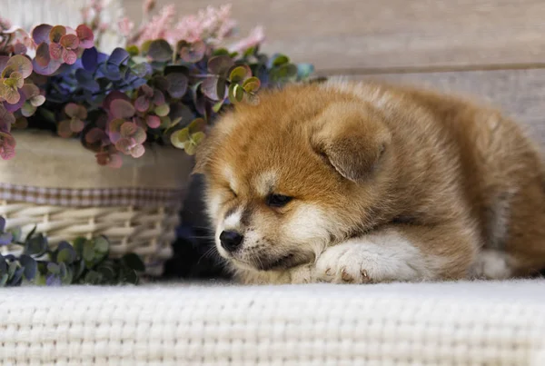 Akita Cachorro Sobre Fondo Madera — Foto de Stock