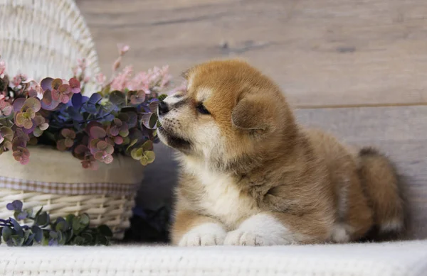 Akita Cachorro Sobre Fondo Madera — Foto de Stock