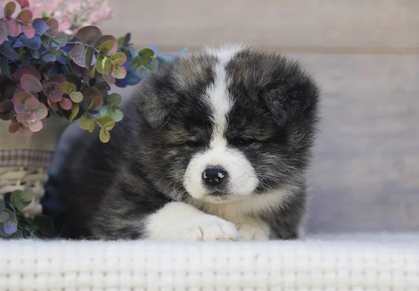 Akita Pentu Puinen Tausta — kuvapankkivalokuva