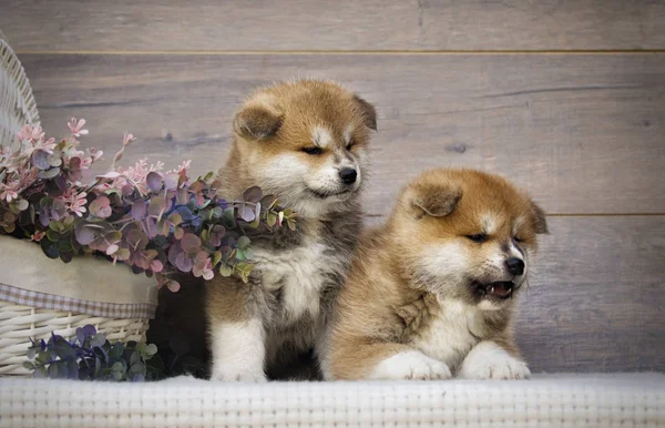 Akita Cachorro Sobre Fondo Madera —  Fotos de Stock