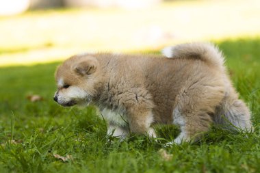 Akita köpek bahçede