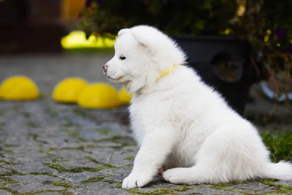 Akita Inu Szczenięta Odtwarzane Ogrodzie — Zdjęcie stockowe