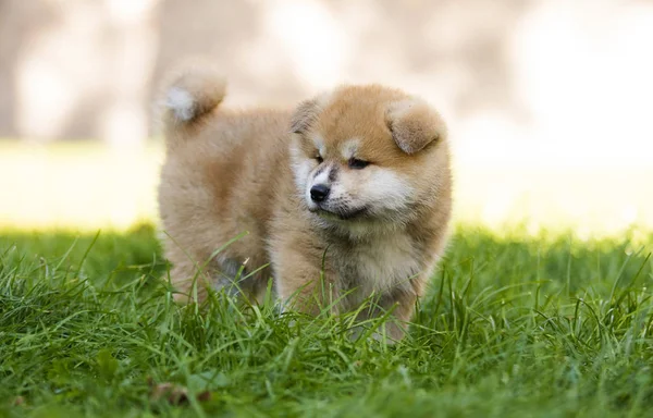 庭で秋田の子犬 — ストック写真
