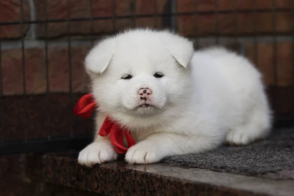 Cãozinho Akita Deitado Nos Degraus — Fotografia de Stock