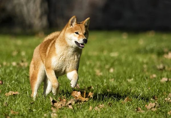 Shiba Inu 강아지는 잔디에 — 스톡 사진