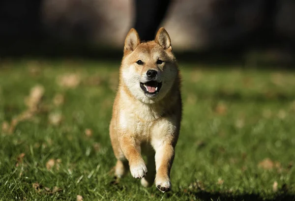 Shiba Inu 강아지는 잔디에 — 스톡 사진