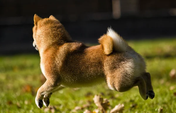 Rude Shiba Inu Pies Biegnąc Trawniku — Zdjęcie stockowe