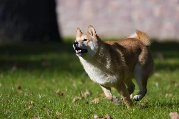Shiba Inu 강아지는 잔디에 — 스톡 사진