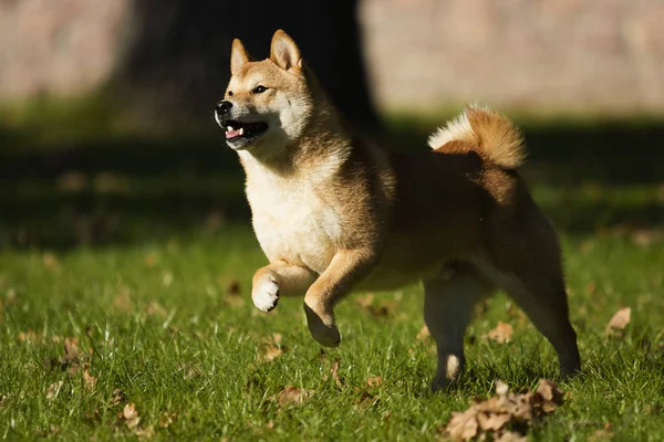 Rude Shiba Inu Pies Biegnąc Trawniku — Zdjęcie stockowe