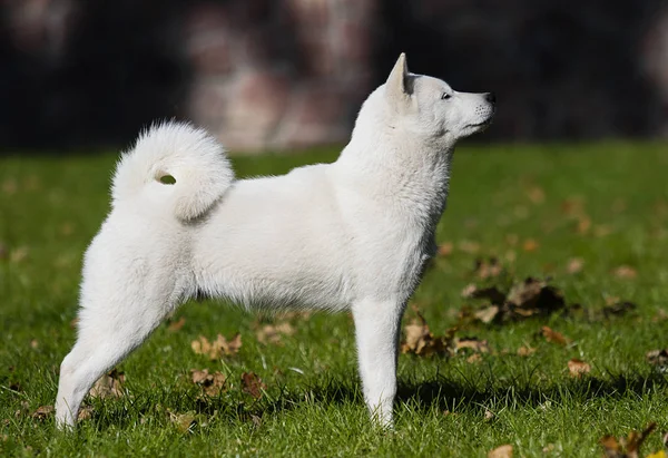 Pies Hokkaido Trawie — Zdjęcie stockowe