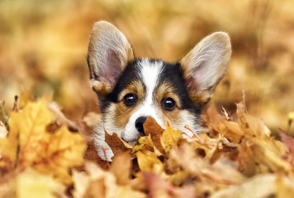 Cucciolo Corgi Gallese Foglie Autunnali — Foto Stock