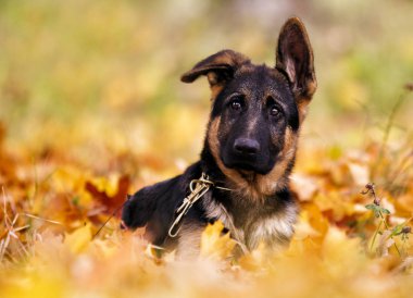 yavru Alman çoban sonbahar yaprakları