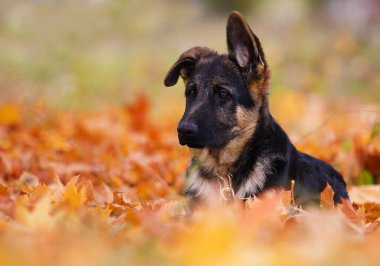 yavru Alman çoban sonbahar yaprakları