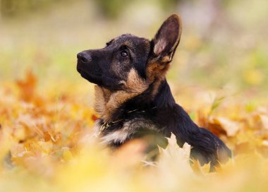 yavru Alman çoban sonbahar yaprakları