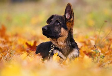 yavru Alman çoban sonbahar yaprakları