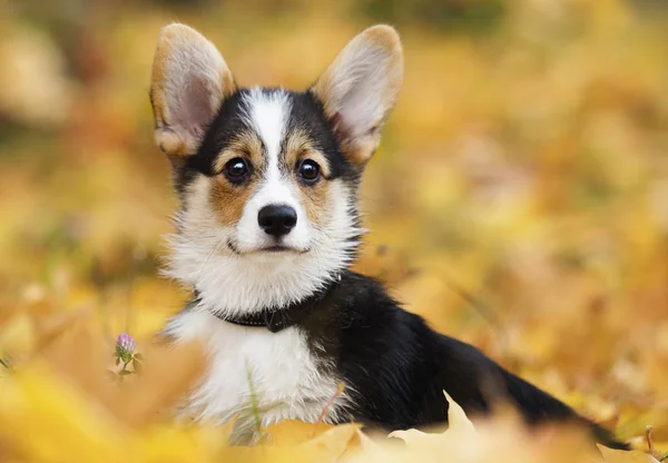 Walisischer Corgi Welpe Herbstlaub — Stockfoto