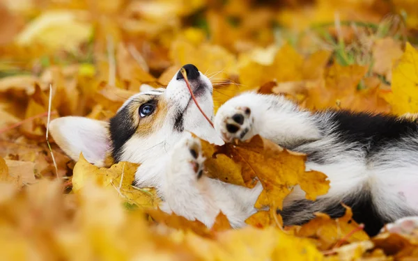 Filhote Cachorro Corgi Galês Folhas Outono — Fotografia de Stock