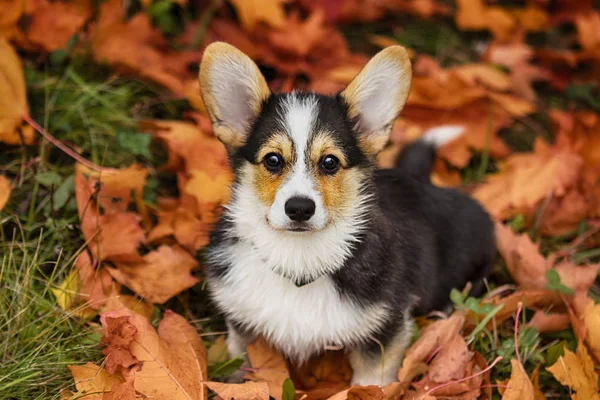 威尔士小狗在秋叶 — 图库照片