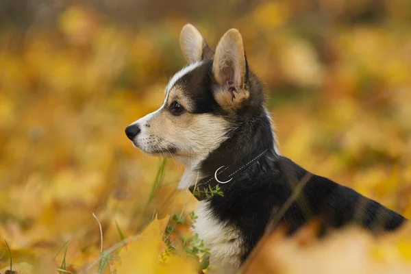 Cucciolo Corgi Gallese Foglie Autunnali — Foto Stock