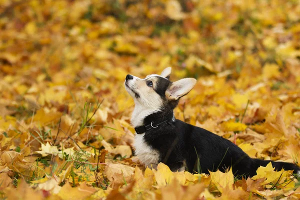 Cucciolo Corgi Gallese Foglie Autunnali — Foto Stock