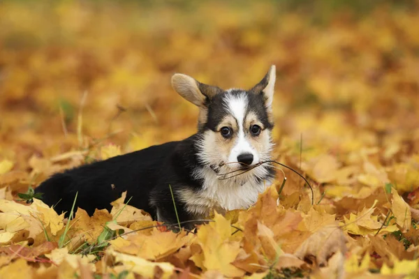 Welsh Corgi Puppy Autumn Leaves — Stock Photo, Image