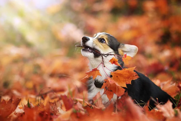 Welsh Corgi Puppy Herfstbladeren — Stockfoto