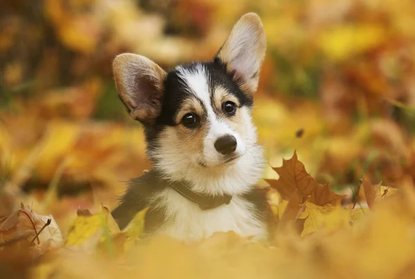 Welsh Corgi Puppy Autumn — Stock Photo, Image