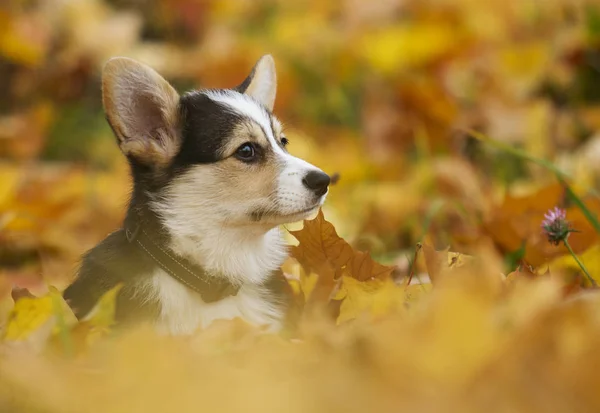 Welsh Corgi Puppy Autumn Leaves — Stock Photo, Image