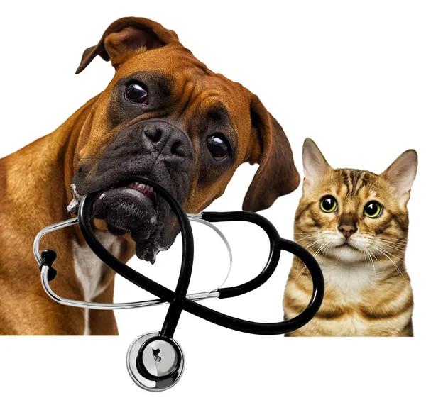 Veterinario Perro Gato — Foto de Stock