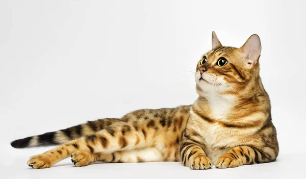 Vuxen Bengal Katt Ser Vit Bakgrund — Stockfoto