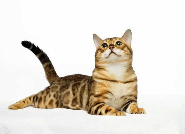 Adulto Bengala Gato Looks — Foto de Stock