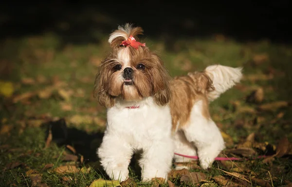 Pies Shi Tzu Zewnątrz — Zdjęcie stockowe