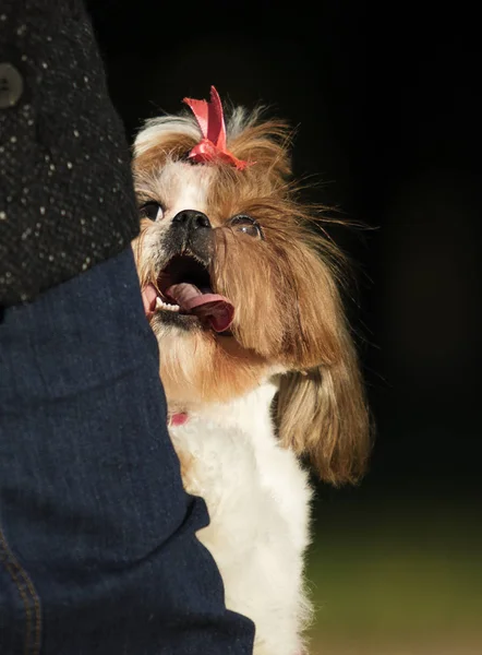 Pies Shi Tzu Zewnątrz — Zdjęcie stockowe