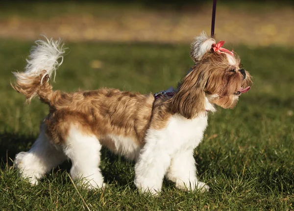 Cão Shi Tzu Livre Parque — Fotografia de Stock