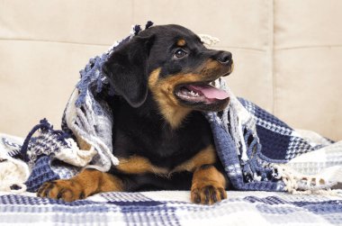 köpek yavrusu kanepede yatıyor